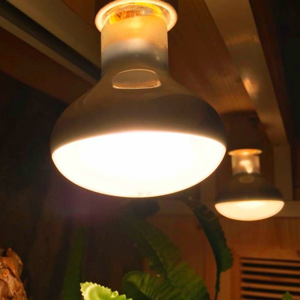 جهاز تحكم في درجة حرارة السخان - مراجعة Basking Bulb Halogen وسعره