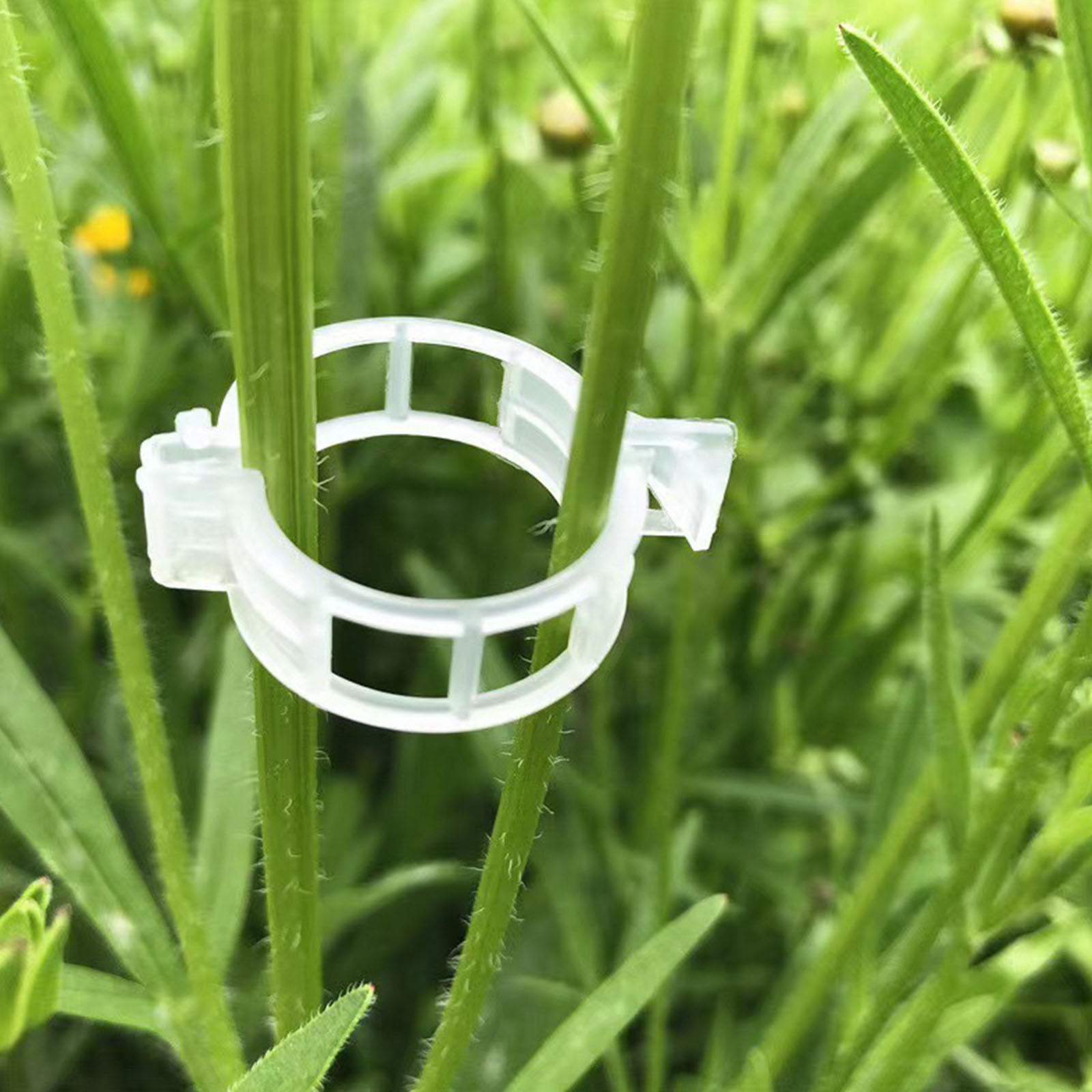 مشبك بلاستيكي آمن لتثبيت النبا - مراجعة Vine Climbing Plastic وسعره
